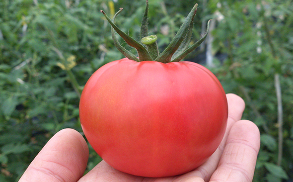 せきね農苑の完熟トマトについてのご紹介