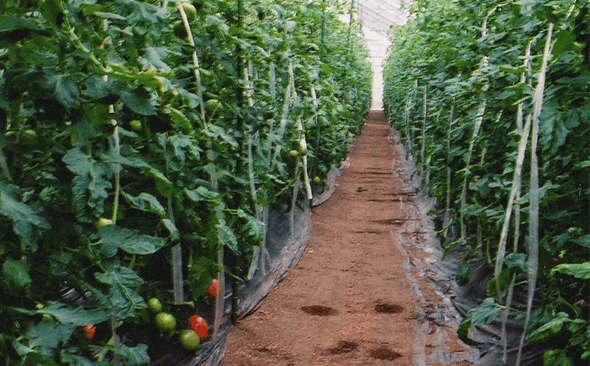 ビニールハウスの中で完熟トマトを育てています